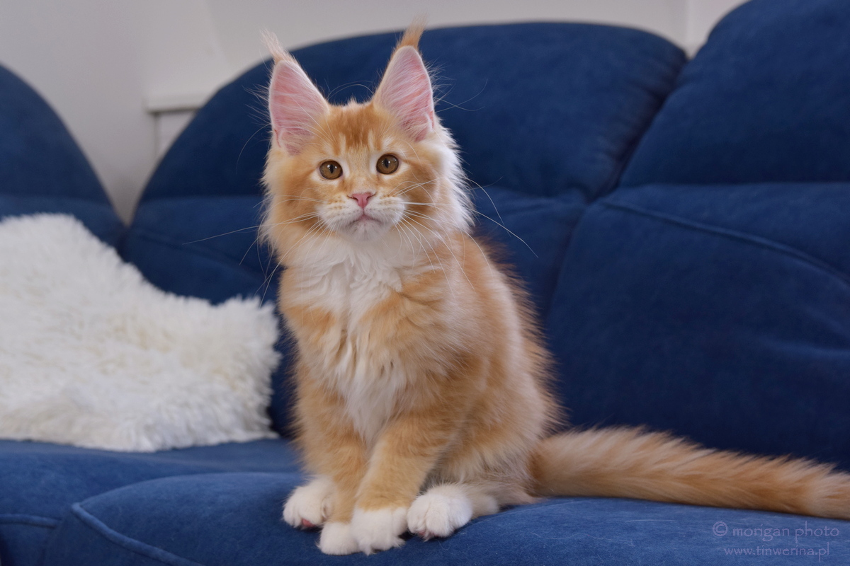 kocięta maine coon